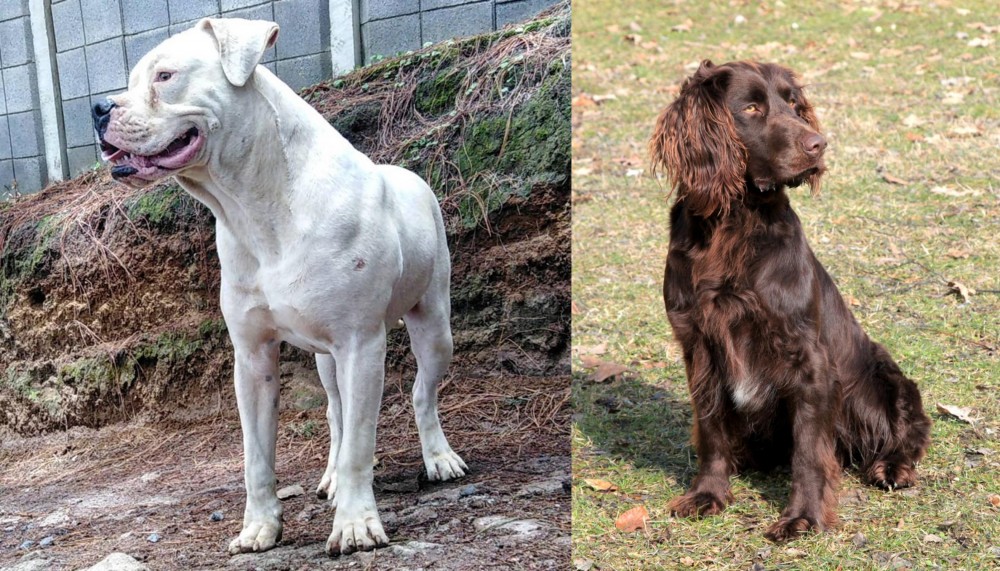 German Spaniel vs Dogo Guatemalteco - Breed Comparison