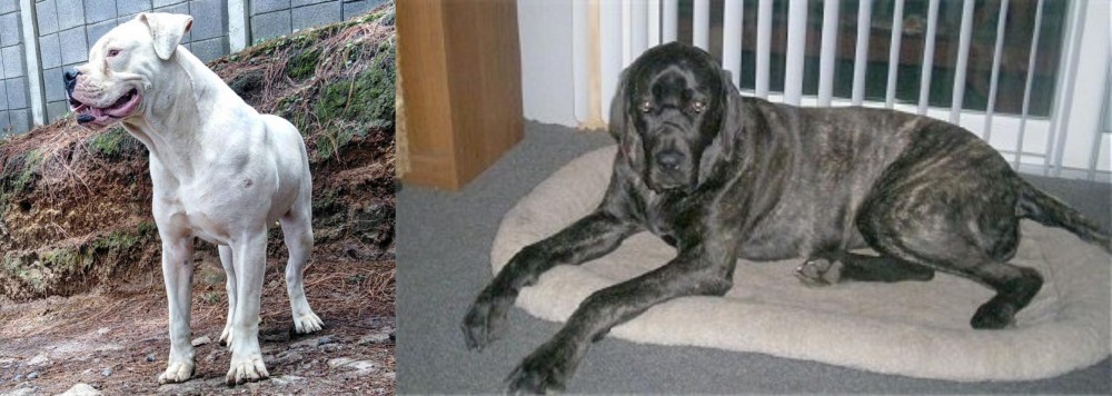 Giant Maso Mastiff vs Dogo Guatemalteco - Breed Comparison