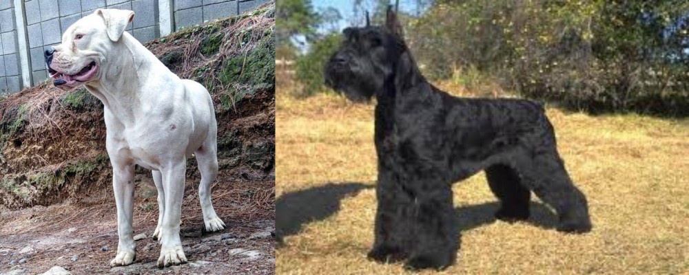 Giant Schnauzer vs Dogo Guatemalteco - Breed Comparison