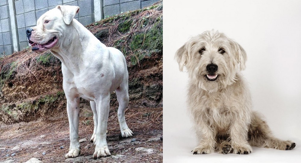 Glen of Imaal Terrier vs Dogo Guatemalteco - Breed Comparison