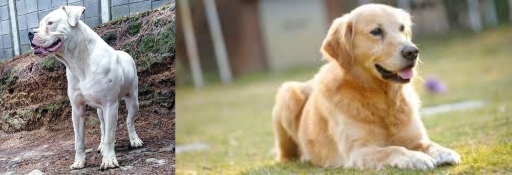 Goldador vs Dogo Guatemalteco - Breed Comparison