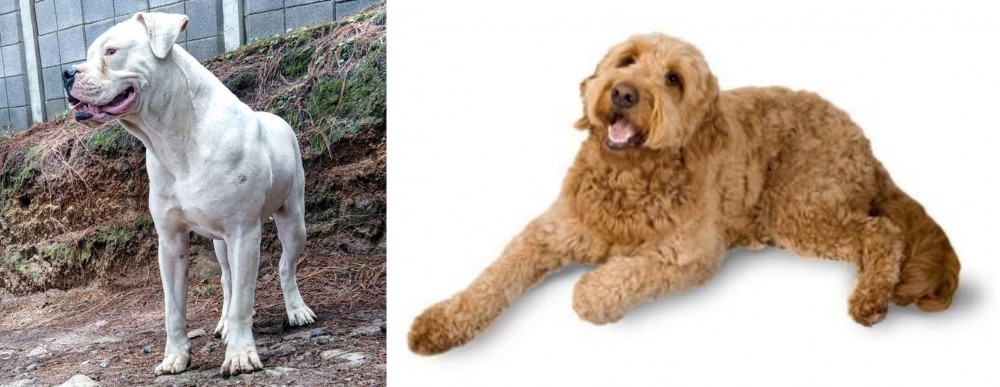 Golden Doodle vs Dogo Guatemalteco - Breed Comparison