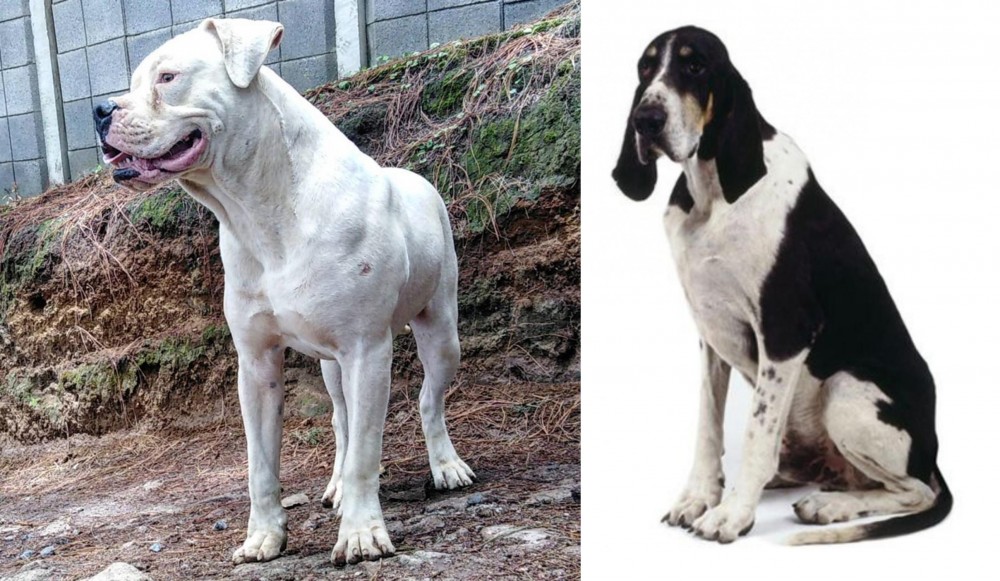 Grand Anglo-Francais Blanc et Noir vs Dogo Guatemalteco - Breed Comparison