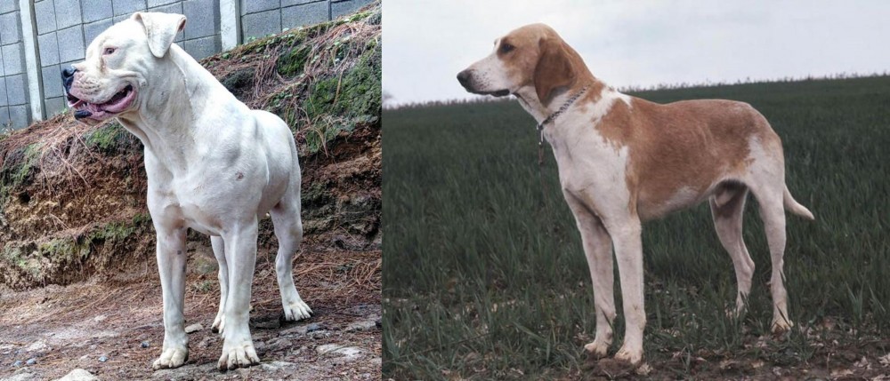 Grand Anglo-Francais Blanc et Orange vs Dogo Guatemalteco - Breed Comparison