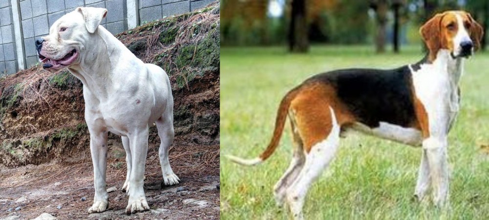 Grand Anglo-Francais Tricolore vs Dogo Guatemalteco - Breed Comparison