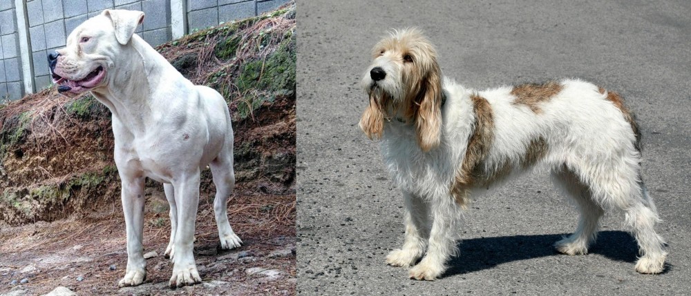 Grand Basset Griffon Vendeen vs Dogo Guatemalteco - Breed Comparison