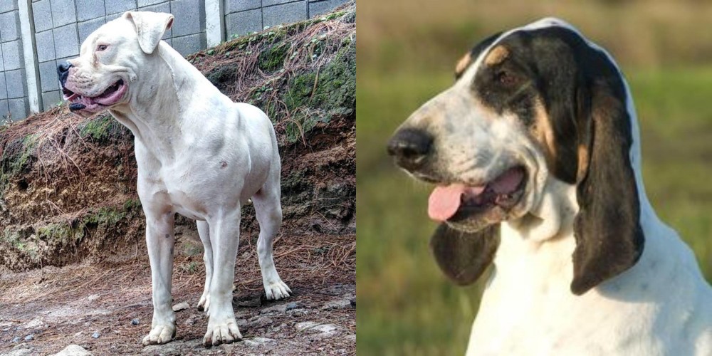 Grand Gascon Saintongeois vs Dogo Guatemalteco - Breed Comparison