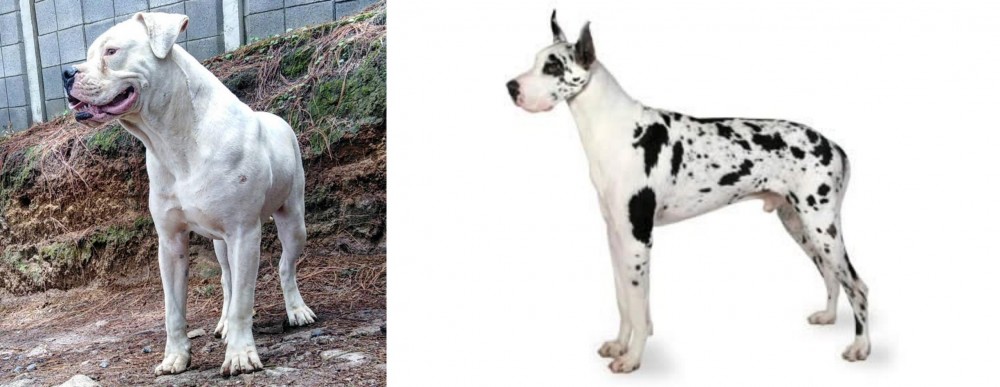 Great Dane vs Dogo Guatemalteco - Breed Comparison