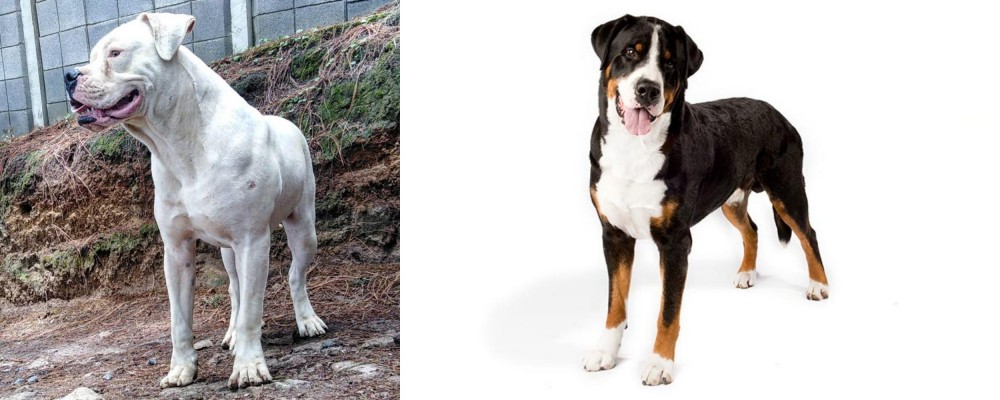Greater Swiss Mountain Dog vs Dogo Guatemalteco - Breed Comparison