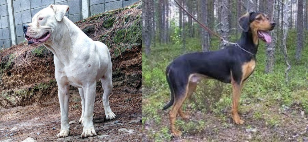 Greek Harehound vs Dogo Guatemalteco - Breed Comparison