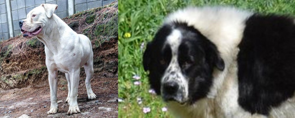Greek Sheepdog vs Dogo Guatemalteco - Breed Comparison