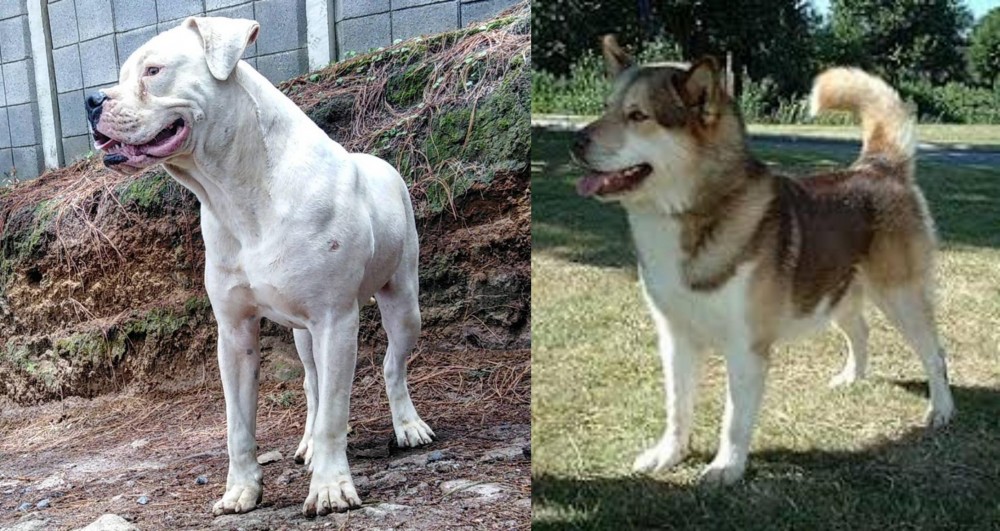Greenland Dog vs Dogo Guatemalteco - Breed Comparison