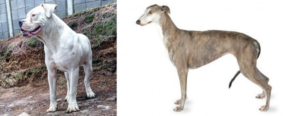 Greyhound vs Dogo Guatemalteco - Breed Comparison