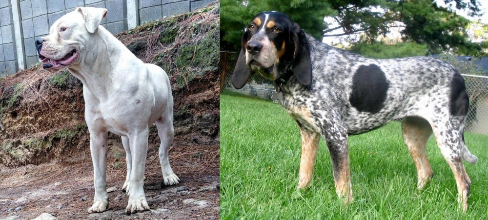 Griffon Bleu de Gascogne vs Dogo Guatemalteco - Breed Comparison