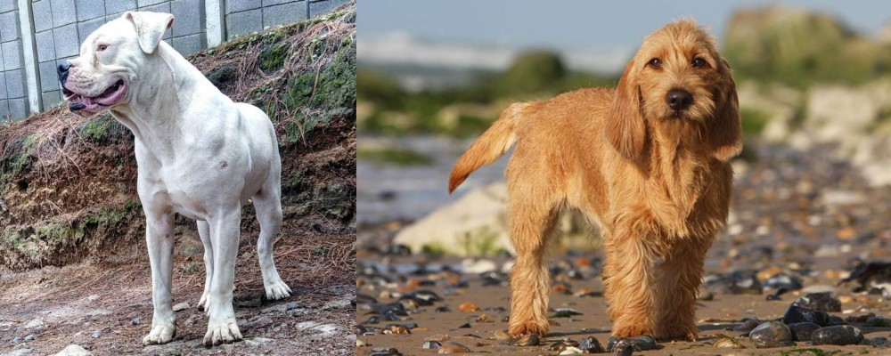 Griffon Fauve de Bretagne vs Dogo Guatemalteco - Breed Comparison