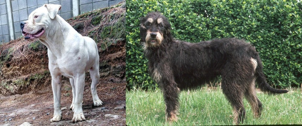 Griffon Nivernais vs Dogo Guatemalteco - Breed Comparison