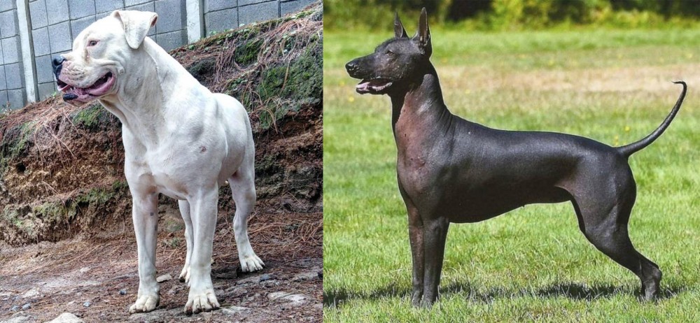 Hairless Khala vs Dogo Guatemalteco - Breed Comparison