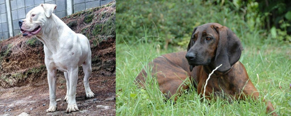 Hanover Hound vs Dogo Guatemalteco - Breed Comparison
