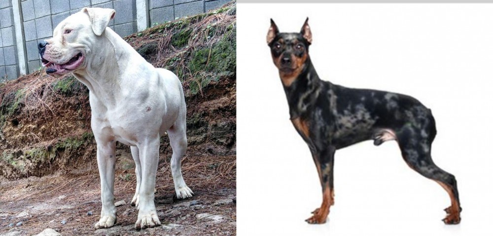 Harlequin Pinscher vs Dogo Guatemalteco - Breed Comparison