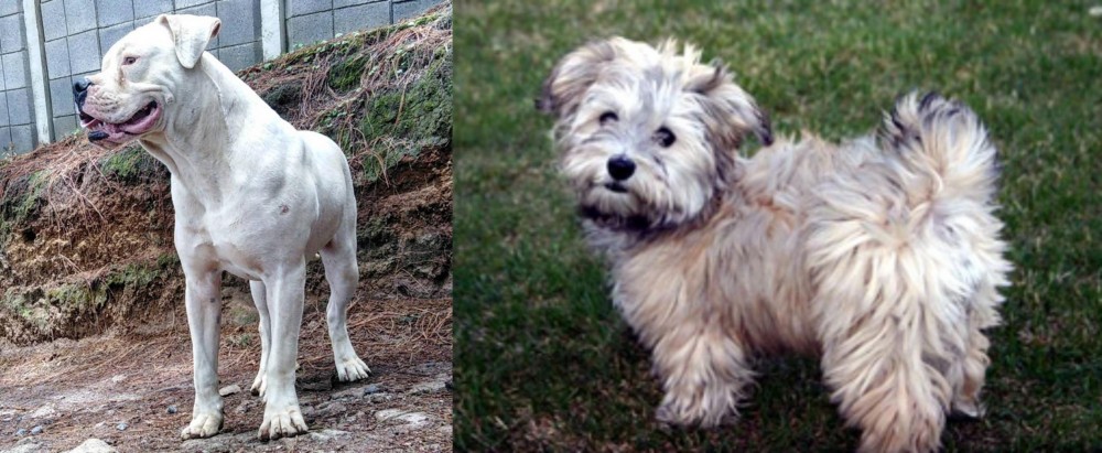 Havapoo vs Dogo Guatemalteco - Breed Comparison