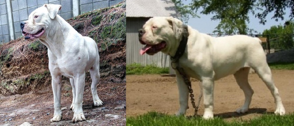 Hermes Bulldogge vs Dogo Guatemalteco - Breed Comparison