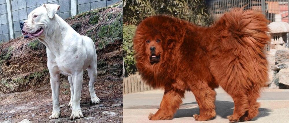 Himalayan Mastiff vs Dogo Guatemalteco - Breed Comparison