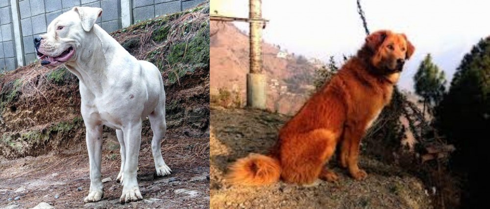 Himalayan Sheepdog vs Dogo Guatemalteco - Breed Comparison