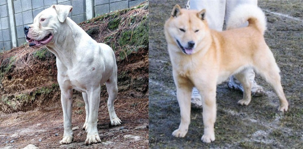 Hokkaido vs Dogo Guatemalteco - Breed Comparison