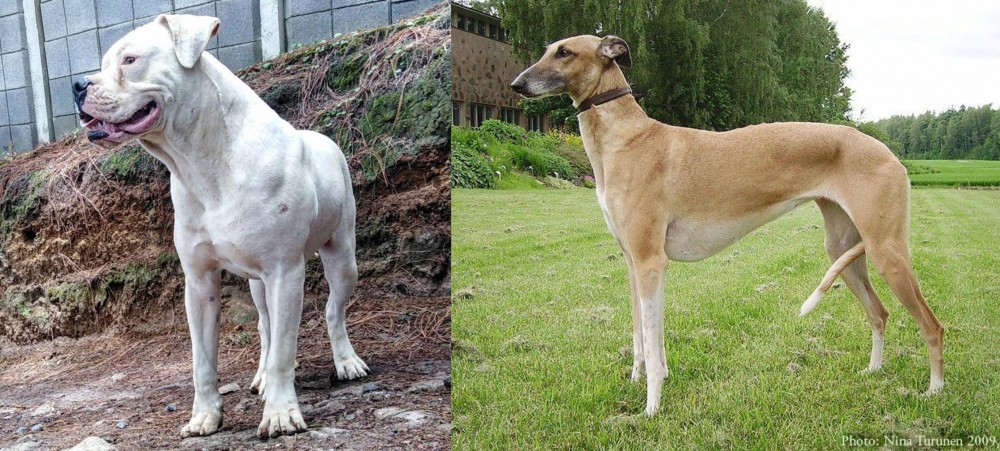 Hortaya Borzaya vs Dogo Guatemalteco - Breed Comparison