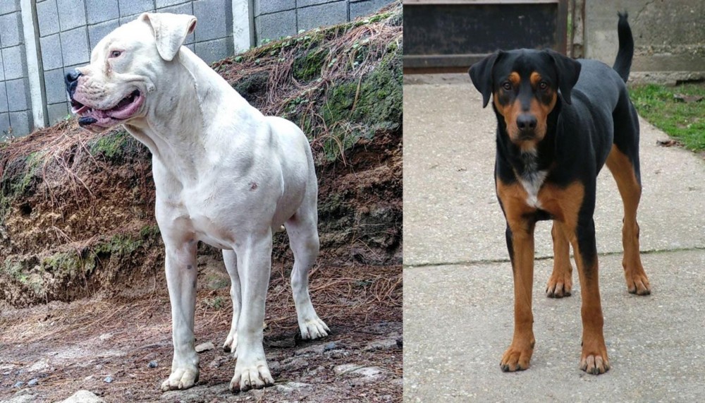 Hungarian Hound vs Dogo Guatemalteco - Breed Comparison