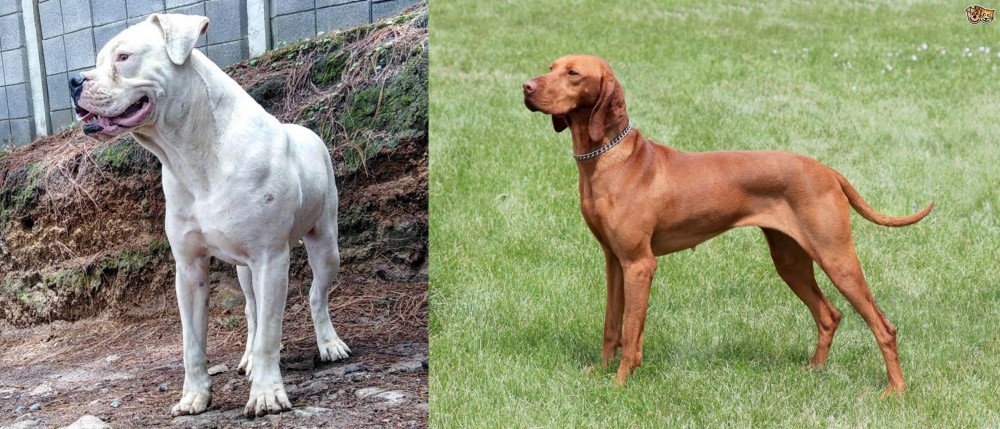 Hungarian Vizsla vs Dogo Guatemalteco - Breed Comparison