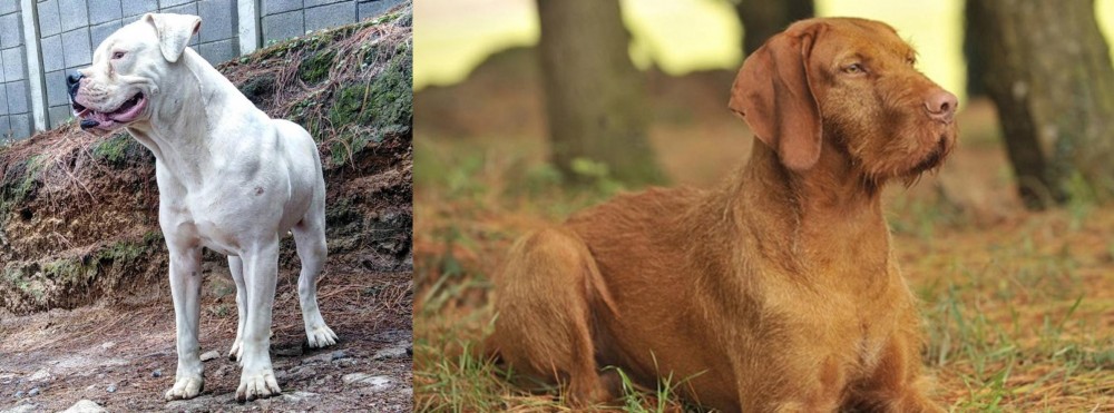 Hungarian Wirehaired Vizsla vs Dogo Guatemalteco - Breed Comparison