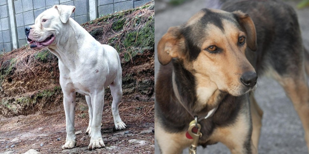 Huntaway vs Dogo Guatemalteco - Breed Comparison