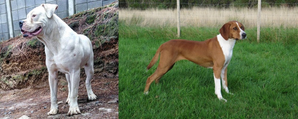 Hygenhund vs Dogo Guatemalteco - Breed Comparison
