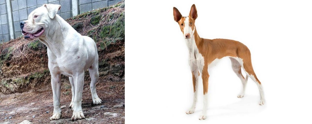 Ibizan Hound vs Dogo Guatemalteco - Breed Comparison