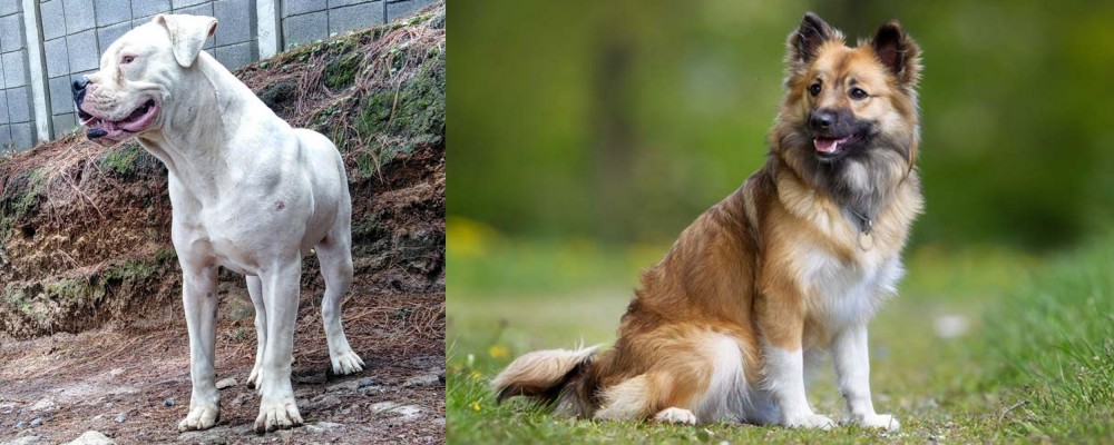 Icelandic Sheepdog vs Dogo Guatemalteco - Breed Comparison