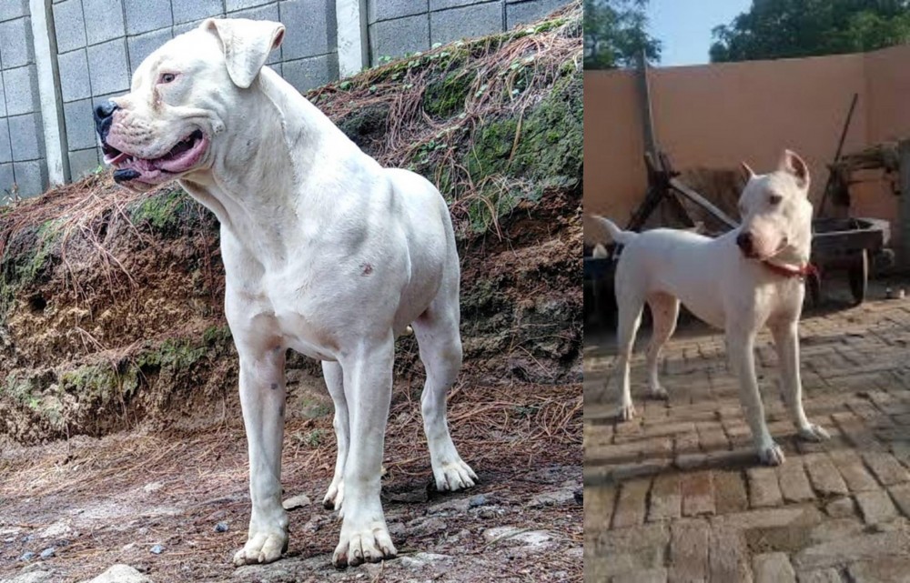 Indian Bull Terrier vs Dogo Guatemalteco - Breed Comparison