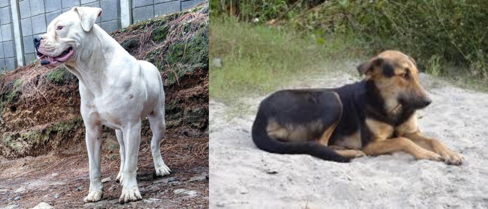 Indian Pariah Dog vs Dogo Guatemalteco - Breed Comparison