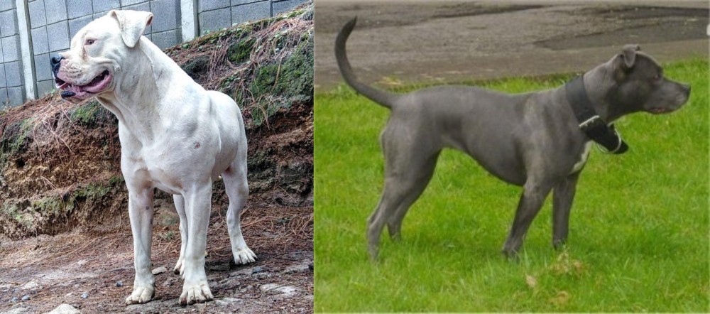 Irish Bull Terrier vs Dogo Guatemalteco - Breed Comparison