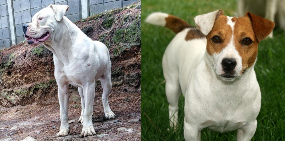 Irish Jack Russell vs Dogo Guatemalteco - Breed Comparison