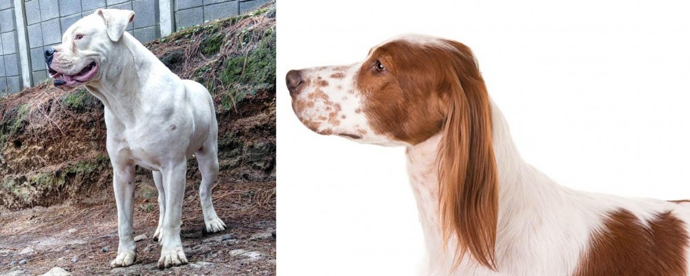 Irish Red and White Setter vs Dogo Guatemalteco - Breed Comparison