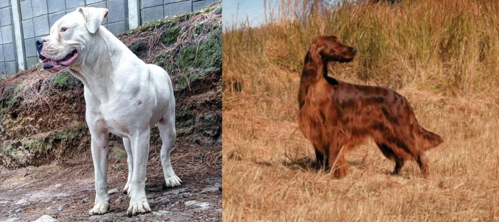 Irish Setter vs Dogo Guatemalteco - Breed Comparison