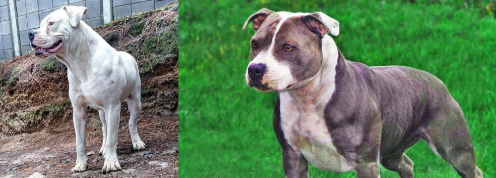 Irish Staffordshire Bull Terrier vs Dogo Guatemalteco - Breed Comparison