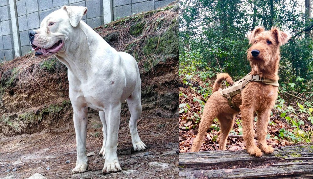 Irish Terrier vs Dogo Guatemalteco - Breed Comparison