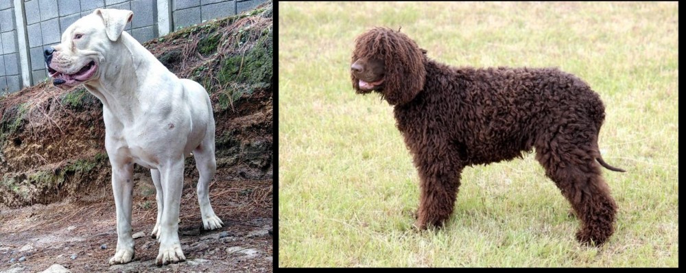 Irish Water Spaniel vs Dogo Guatemalteco - Breed Comparison