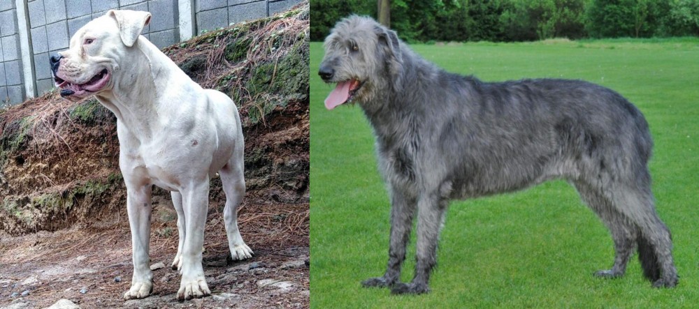 Irish Wolfhound vs Dogo Guatemalteco - Breed Comparison