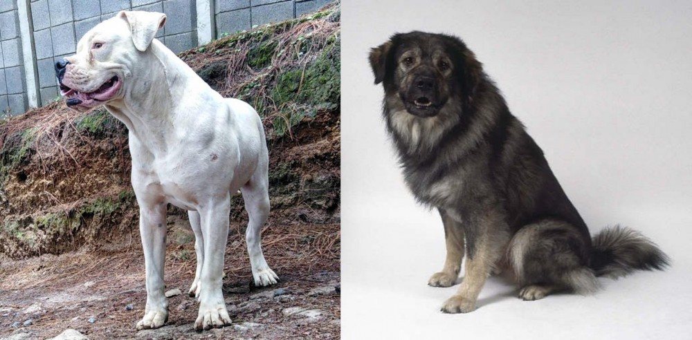 Istrian Sheepdog vs Dogo Guatemalteco - Breed Comparison