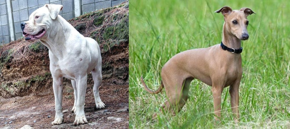 Italian Greyhound vs Dogo Guatemalteco - Breed Comparison