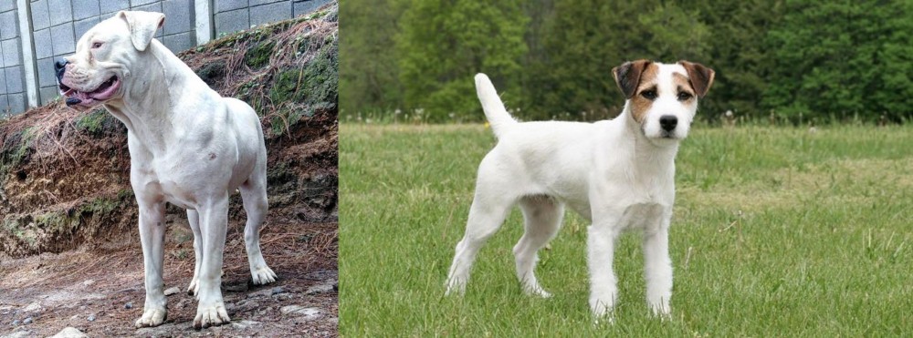 Jack Russell Terrier vs Dogo Guatemalteco - Breed Comparison