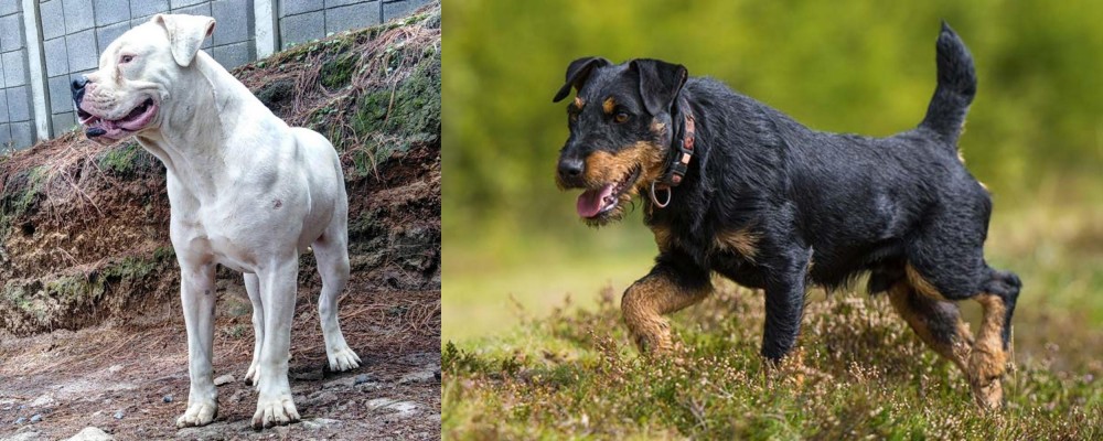 Jagdterrier vs Dogo Guatemalteco - Breed Comparison